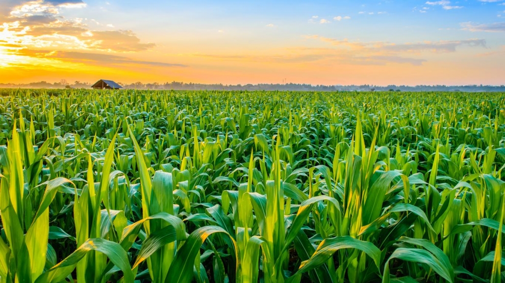 agricultural visa turkey